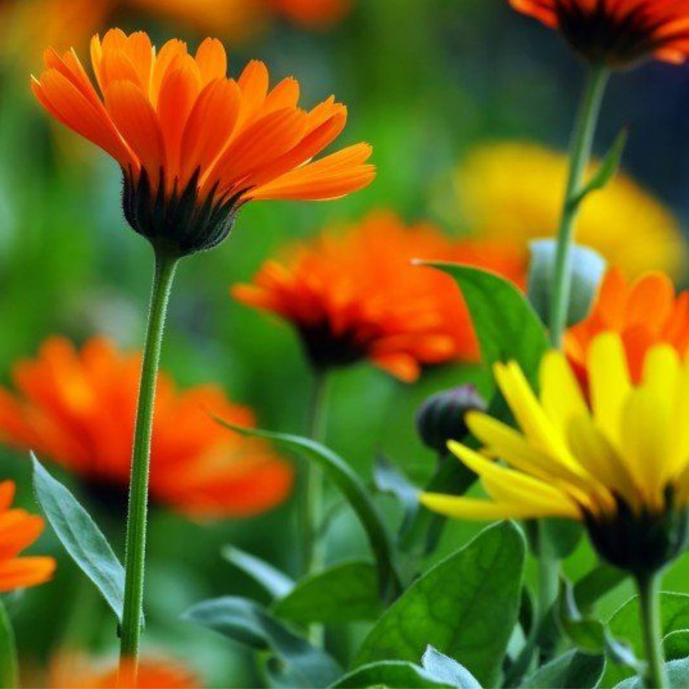 Calendula & macadamia - SBC SKINCARE